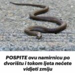P0SPITE ovu namirnicu po dvorištu: NEĆETE VlŠE NlKAD VlDJETl ZMlJU U DV0RlŠTU!